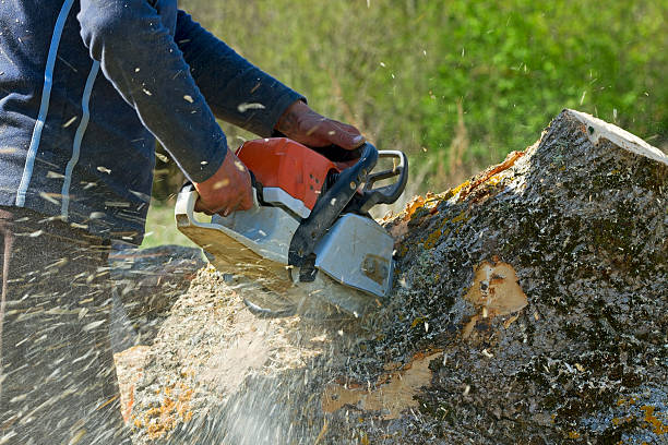 Emergency Storm Tree Removal in Winfield, AL